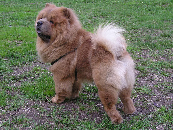 Chow Chow