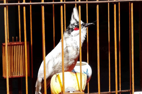 Chim Bông Lau Đít Đỏ: Tất Tần Tật Điều Bạn Cần Biết