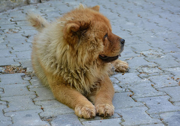 chăm sóc Chow Chow 