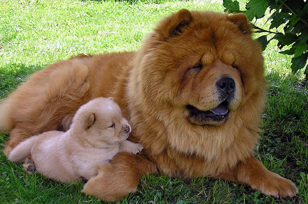 Chow Chow