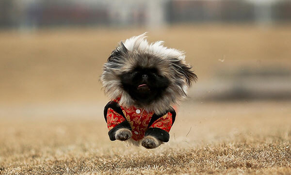 Chó Bắc Kinh