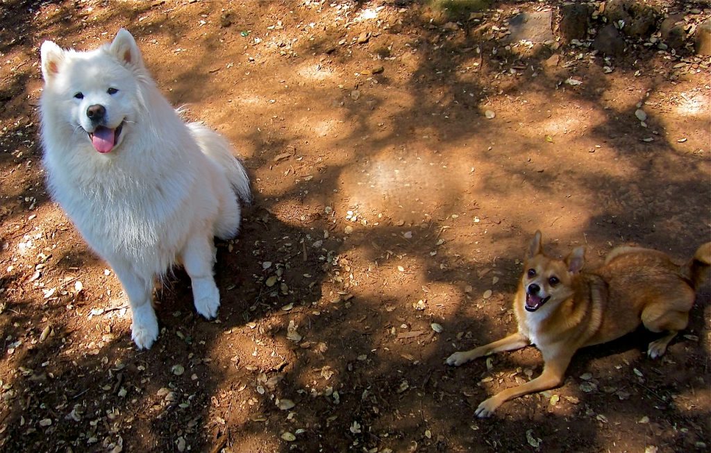 Chó Samoyed và Chijuajua