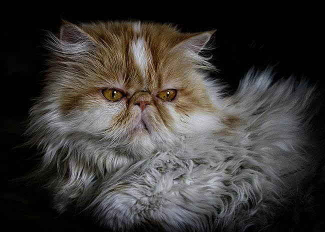 Mèo Ba Tư có ngoại hình đặc trưng