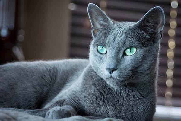 Mèo Nga đẹp