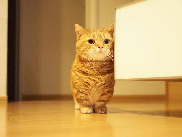 Mèo Munchkin - mèo chân ngắn