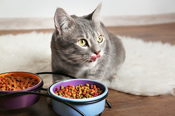 Tự tay chế biến thức ăn giàu dinh dưỡng cho mèo cưng của mình