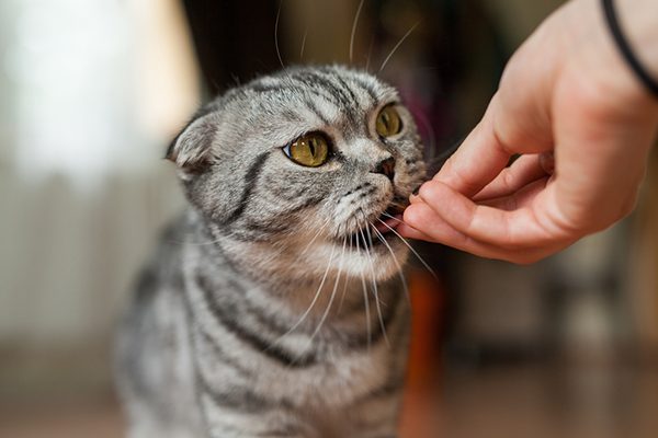 Thức ăn cho mèo đảm bảo dinh dưỡng