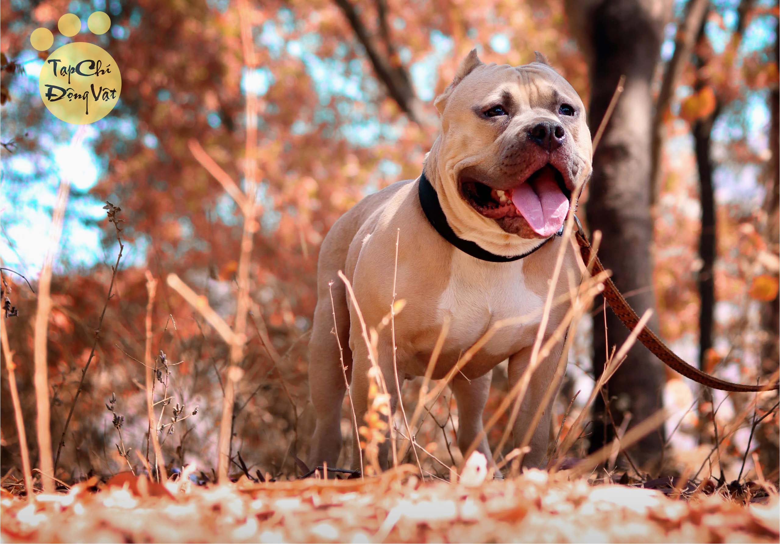 Hình nền Nền Chó Pit Bull Là Một Giống Chó Lớn Nền, Hình ảnh Con Chó Pitbull,  Chú Chó, Pitbull Background Vector để tải xuống miễn phí - Pngtree