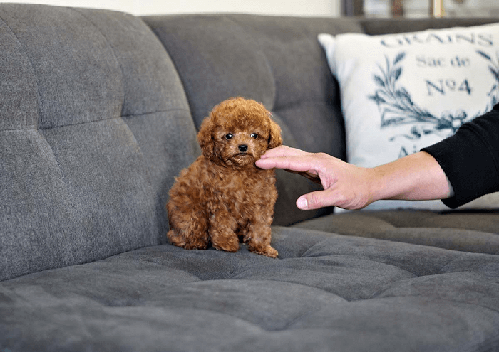 Chó Poodle: Con chó Poodle luôn là lựa chọn hoàn hảo cho những ai yêu thích loài chó thông minh và dễ thương. Với bộ lông mềm mại và đôi tai dài, Poodle sẽ khiến bạn không thể rời mắt khỏi nó.