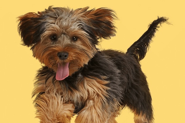 Yorkipoo - Poodle lai Yorkshire Terrier