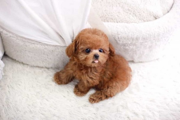 chó teacup poodle