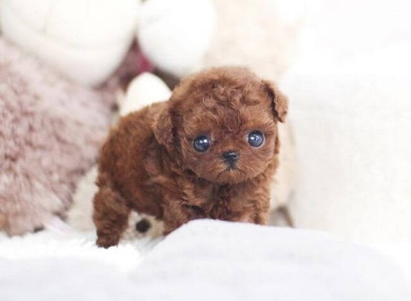 chó teacup poodle