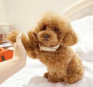 cách huấn luyện chó poodle bắt tay