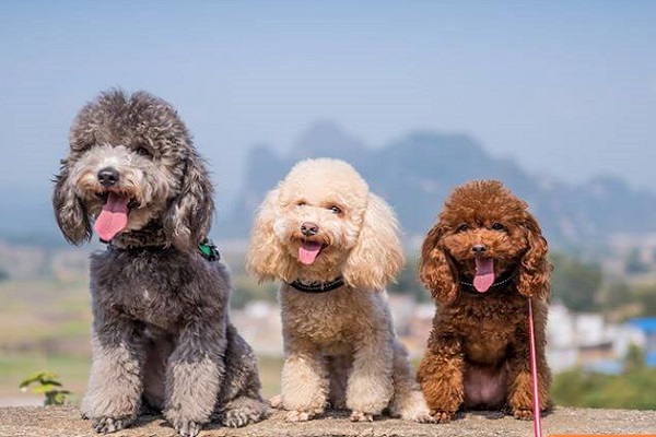 Bảng giá chó Poodle mới nhất năm 2020