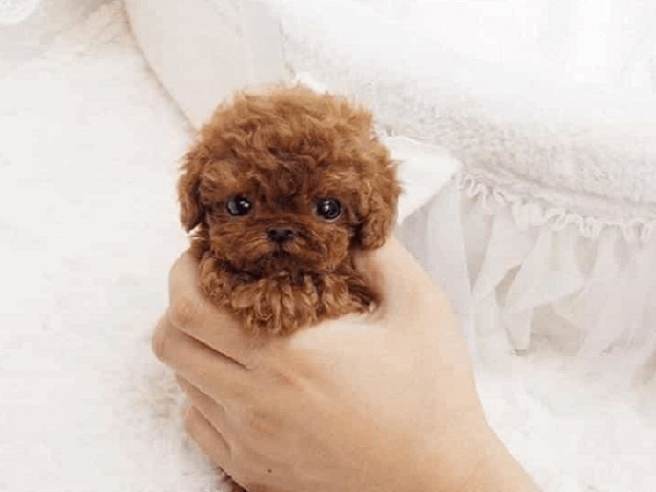 chó teacup poodle