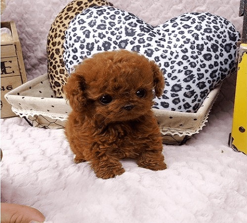 giống chó teacup poodle 