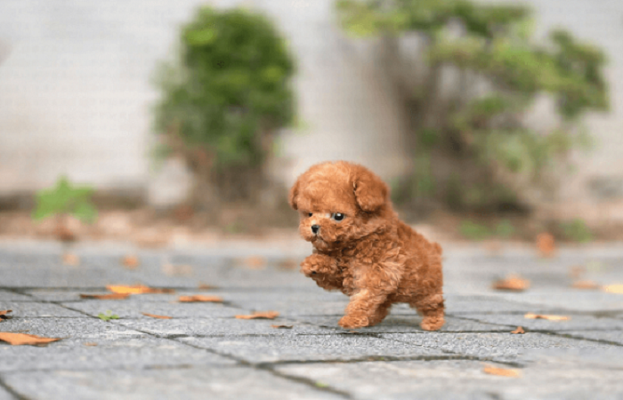 teacup poodle giá rẻ