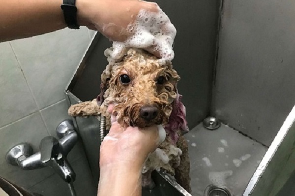 cách tắm cho Poodle đúng cách