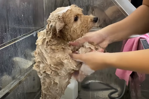 hướng dẫn tắm cho poodle