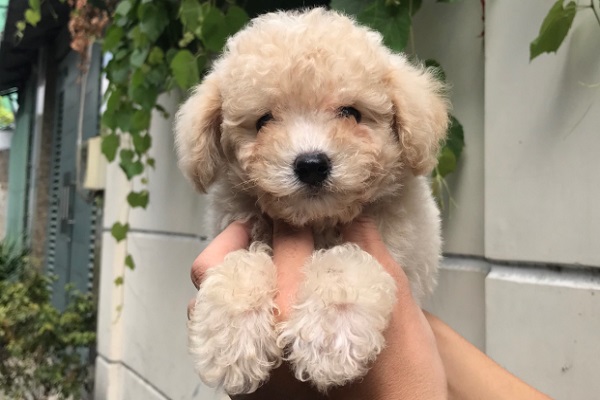 Chó Poodle màu nào đẹp & sang trọng nhất