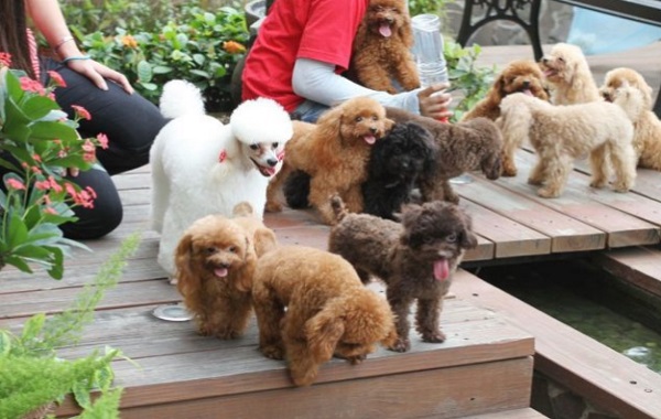 Bảng màu, phối giống chó Poodle đẹp uy tín