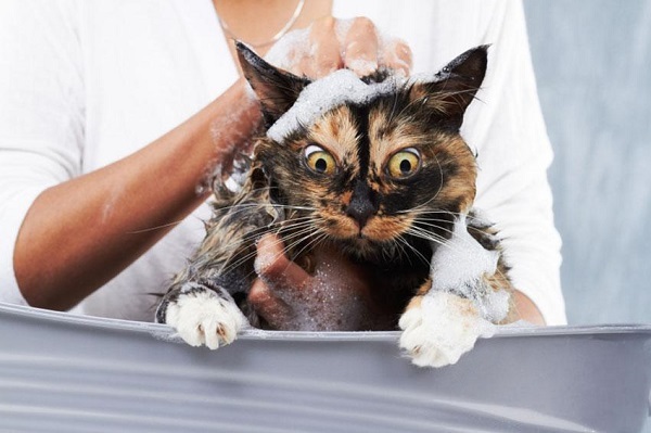 Cách phòng tránh bệnh nấm ở mèo