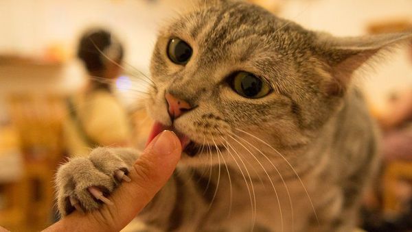 Mèo lè lưỡi là một hành động đáng yêu của loài mèo, khiến bạn không thể không yêu thích chúng. Hãy xem hình ảnh và cảm nhận sự dễ thương của mèo lè lưỡi này!