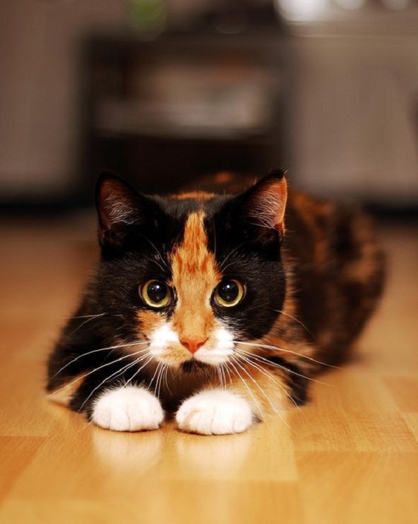 Mèo tam thể: Đặc điểm, cách chăm sóc, bảng giá - Trang chủ