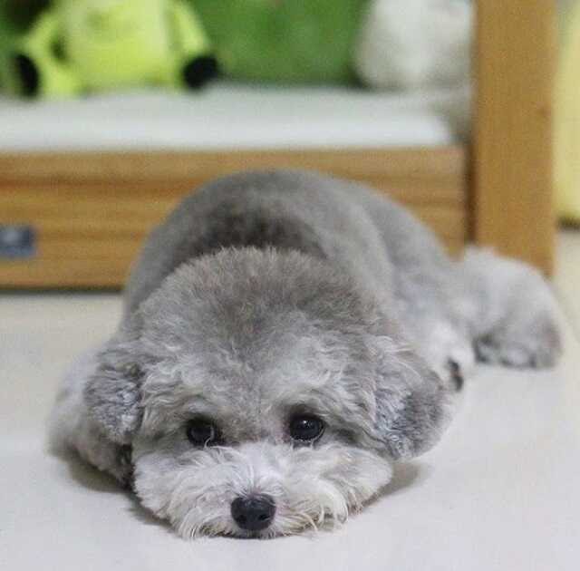Chó Poodle xám - Milu Xinh
