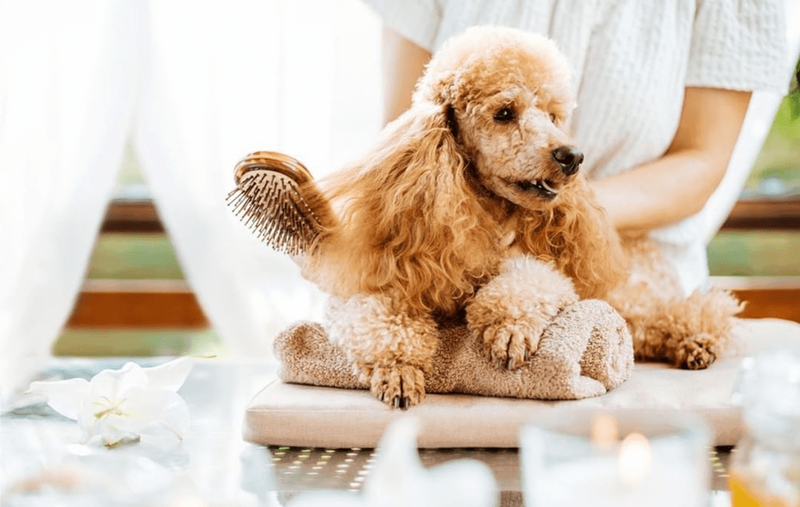 Chó Standard poodle - Giống chó Poodle to lớn | Trang chủ