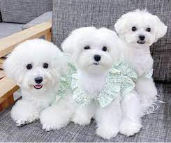 Những bé Poodle màu trắng xinh đẹp