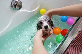 Việc chăm sóc và tắm cho Poodle bạn cũng cần hết sức chú ý