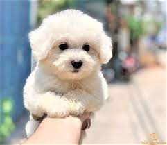 Bé Tiny Poodle trắng