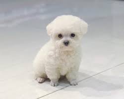 Teacup Poodle màu trắng