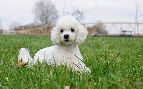 Chó Poodle trắng được lai tạo