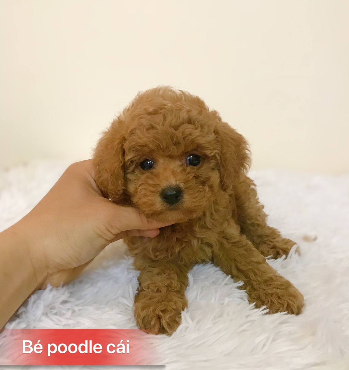Chó Poodle Màu Nâu Thuần Chủng | Trang Chủ | Chó Poodle