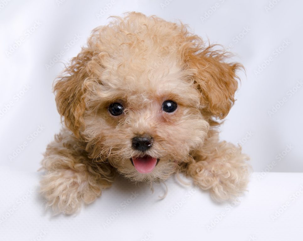 Ch Teacup Poodle C I M C Ch Ch M S C Milu Xinh   1000 F 171812850 MsndEAw3h3FD2i8Q4IMqHXl8VKbvBq1n E1644249969284 