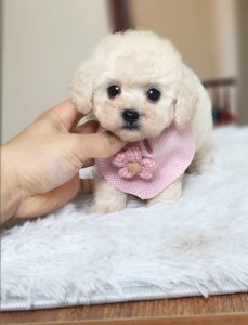 Chó Poodle màu kem