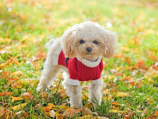 Chó Poodle màu kem trên cỏ