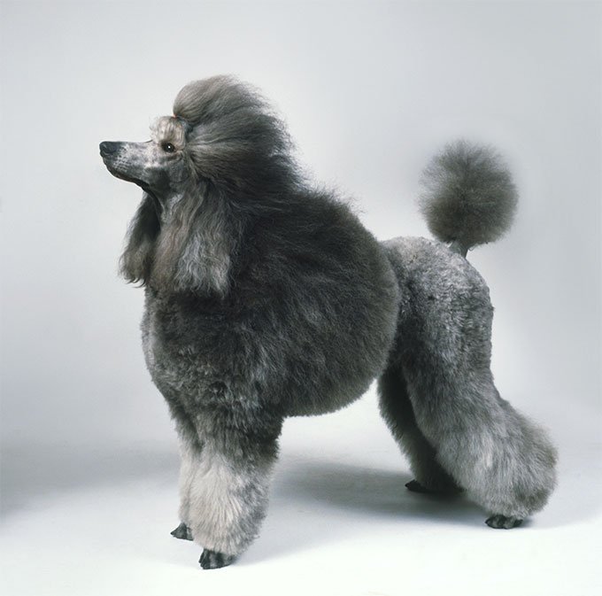 Chó Poodle xám khói - Milu Xinh
