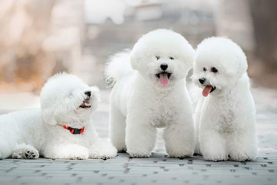 3 bé Poodle trắng ngoài trời