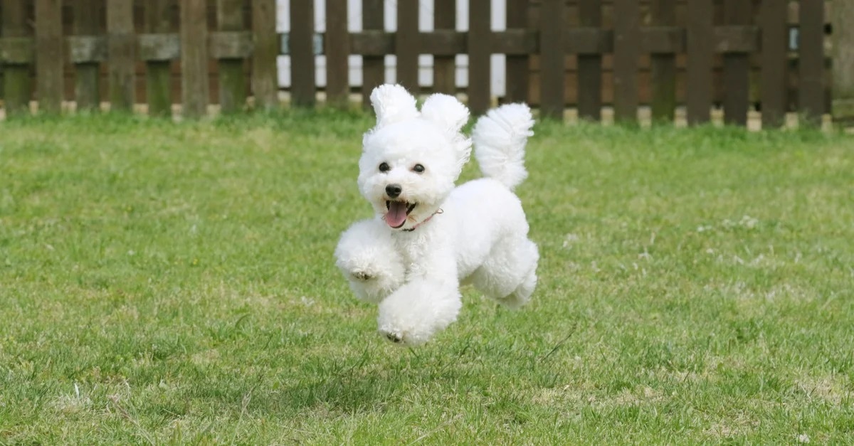 Chó Poodle màu trắng hoạt bát