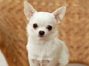 Đặc điểm của giống chó Chihuahua