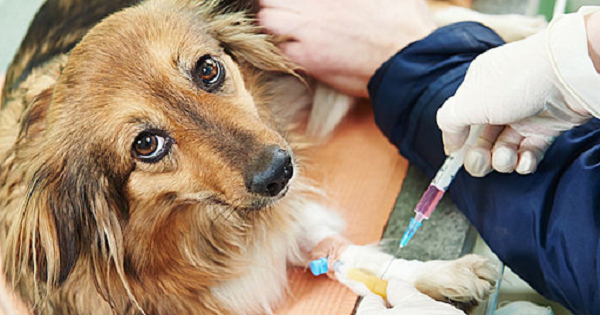 Cách điều trị với những chú chó có triệu chứng nhẹ