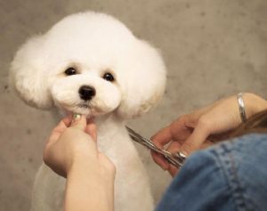 Tại sao nên cắt tỉa lông chó?