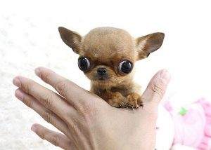 Kinh nghiệm nuôi dạy chó Chihuahua mini