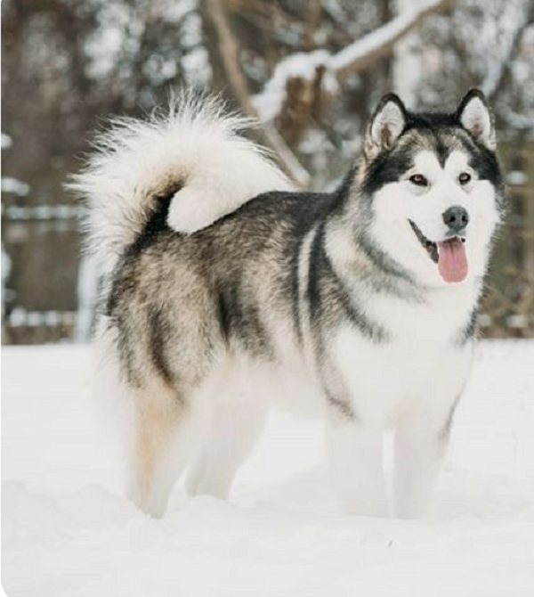 Bạn đang tìm kiếm thông tin về giá cả của giống chó Alaska? Hãy đến với chúng tôi và khám phá những thông tin cập nhật về giá của những chú chó xinh đẹp, đáng yêu này. Bạn sẽ không thể bỏ qua những giá trị tuyệt vời mà chúng tôi cập nhật.
