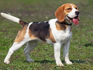 Nguồn gốc của những chú chó Beagle