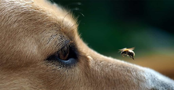 Chó bị ong chích nguy hiểm thế nào?
