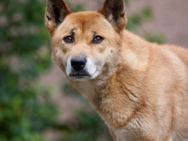 Những chú chó có màu lông vàng ở thân, đầu có màu nâu và trên lưng thường được gọi là “vua cẩu”